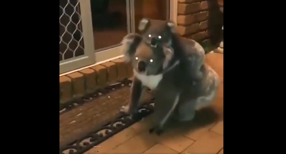 Ασυνήθιστη επίσκεψη από δύο κοάλα σε σπίτι στην Αυστραλία (βίντεο)